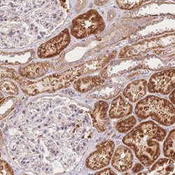 OCC1 Antibody, Novus Biologicals 0.1mL; Unlabeled:Antibodies, Polyclonal